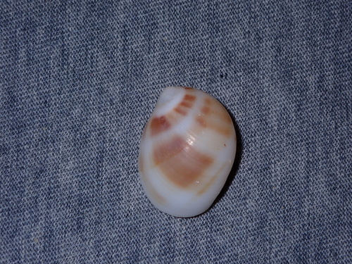 Mammilla melanostoma observed 2026-06-18