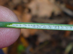 Juncus edgariae