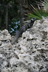 Ctenosaura oedirhina
