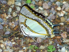 Polyura eudamippus