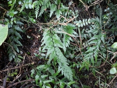 Asplenium appendiculatum