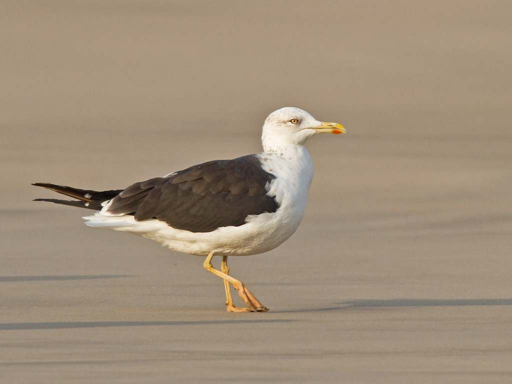 Lesser Black-backed Gull