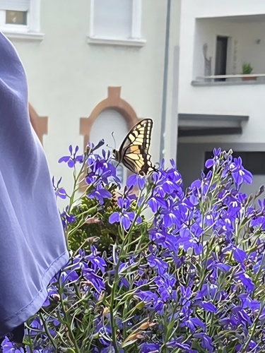 Old World Swallowtail