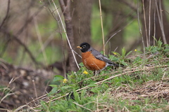 Turdus migratorius