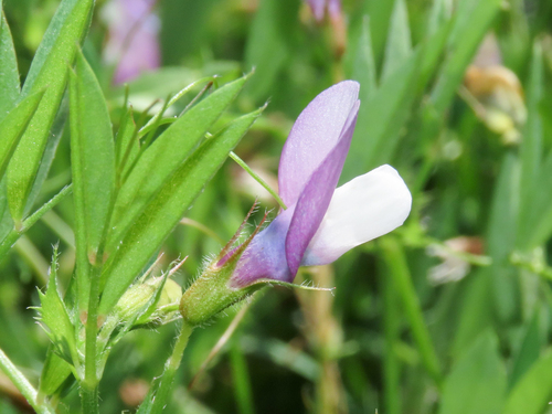 Vicia bithynica, photograph 1