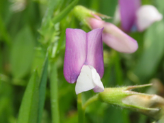 (c) Emanuele Santarelli, some rights reserved (CC BY-SA) Vicia bithynica, photograph (c) Emanuele Santarelli, some rights reserved (CC BY-SA)