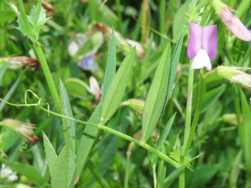 Vicia bithynica, photograph 3