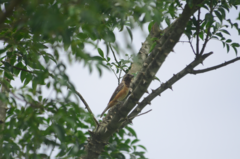 Sporophila ruficollis