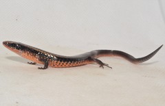 Iphisa elegans