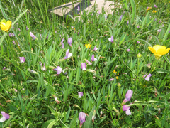 (c) Emanuele Santarelli, some rights reserved (CC BY-SA) Vicia bithynica, photograph (c) Emanuele Santarelli, some rights reserved (CC BY-SA)