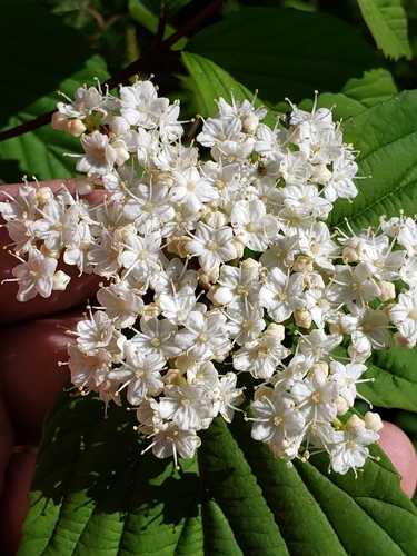 Image of Viburnum wrightii by (c) Mark Richman, some rights reserved (CC BY)
