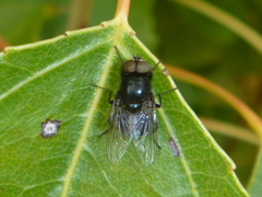 Australophyra rostrata