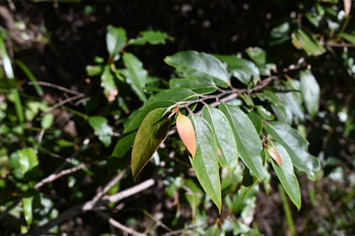 Cryptocarya rigida, photograph 1