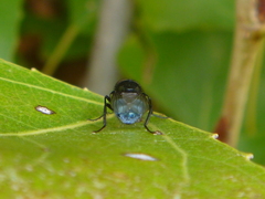 Australophyra rostrata