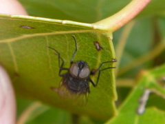 Australophyra rostrata
