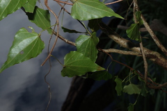 Sarcopetalum harveyanum, photograph (c) Greg Tasney, some rights reserved (CC BY-SA)