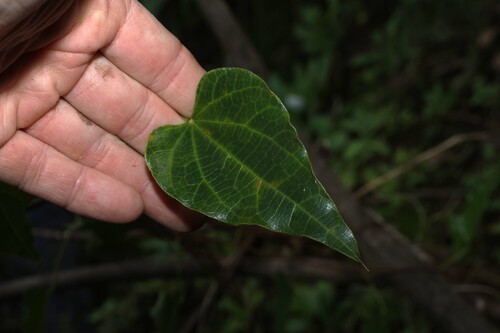 Sarcopetalum harveyanum, photograph 5
