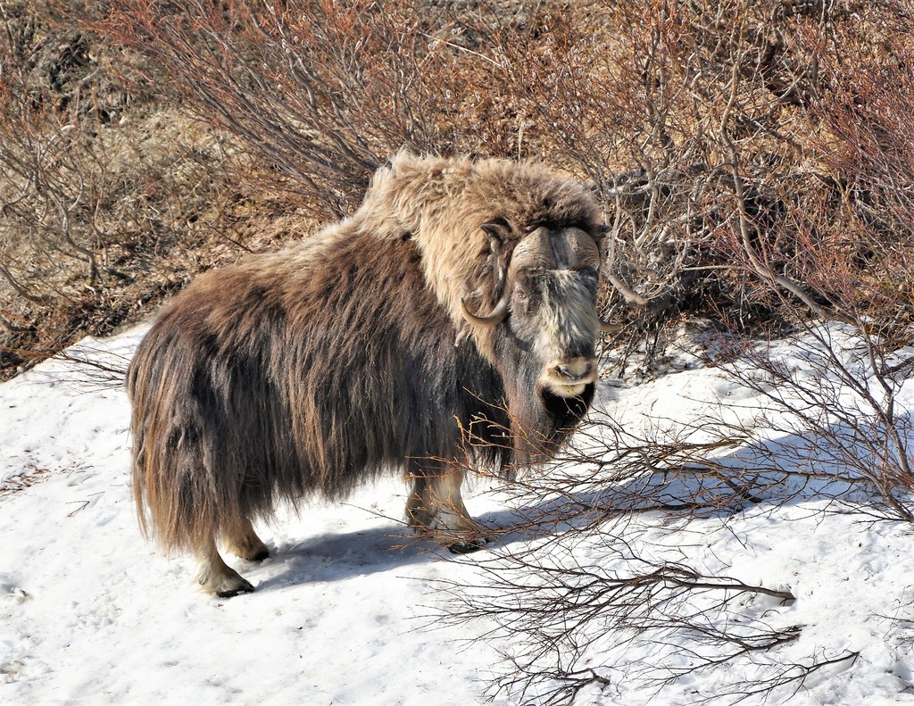 Ovibos moschatus, Nome, AK, USA, by doug_clarke