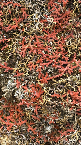 Mediterranean clubmoss