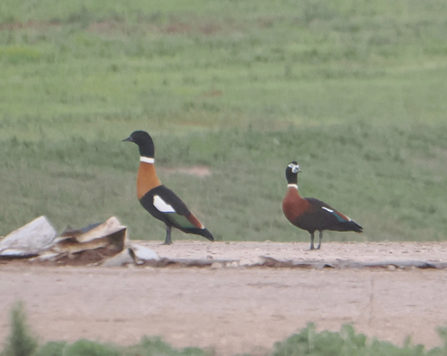 Australian Shelduck