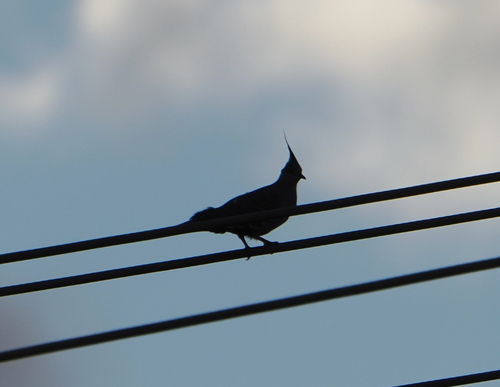 Crested Pigeon