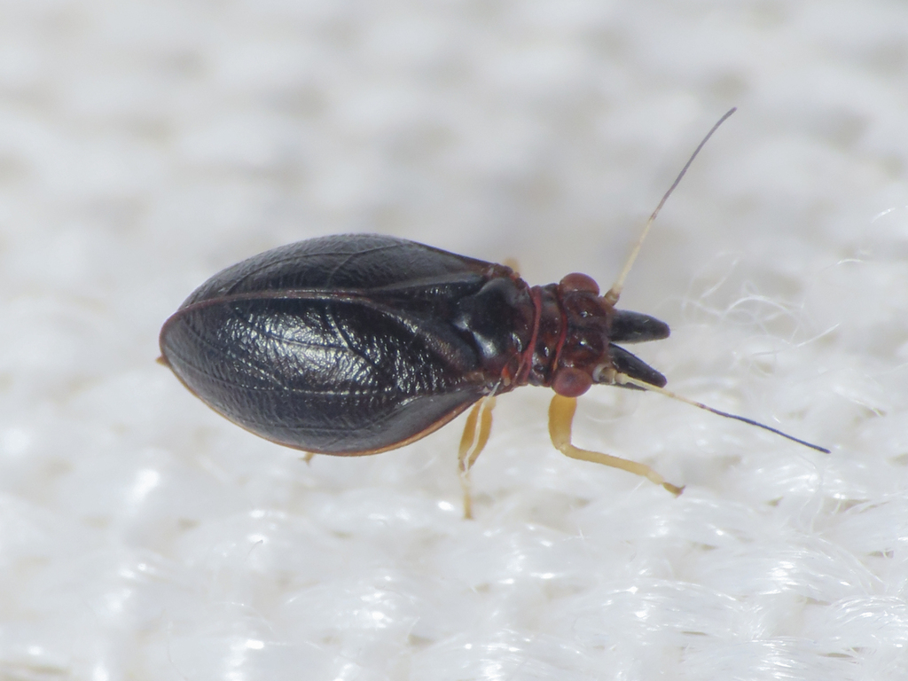Livilla ulicis