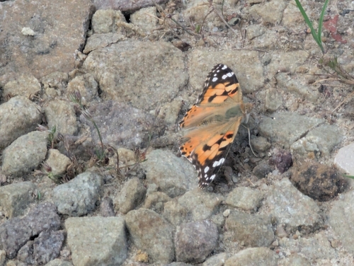 Painted Lady
