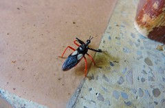 Calliclopius nigripes