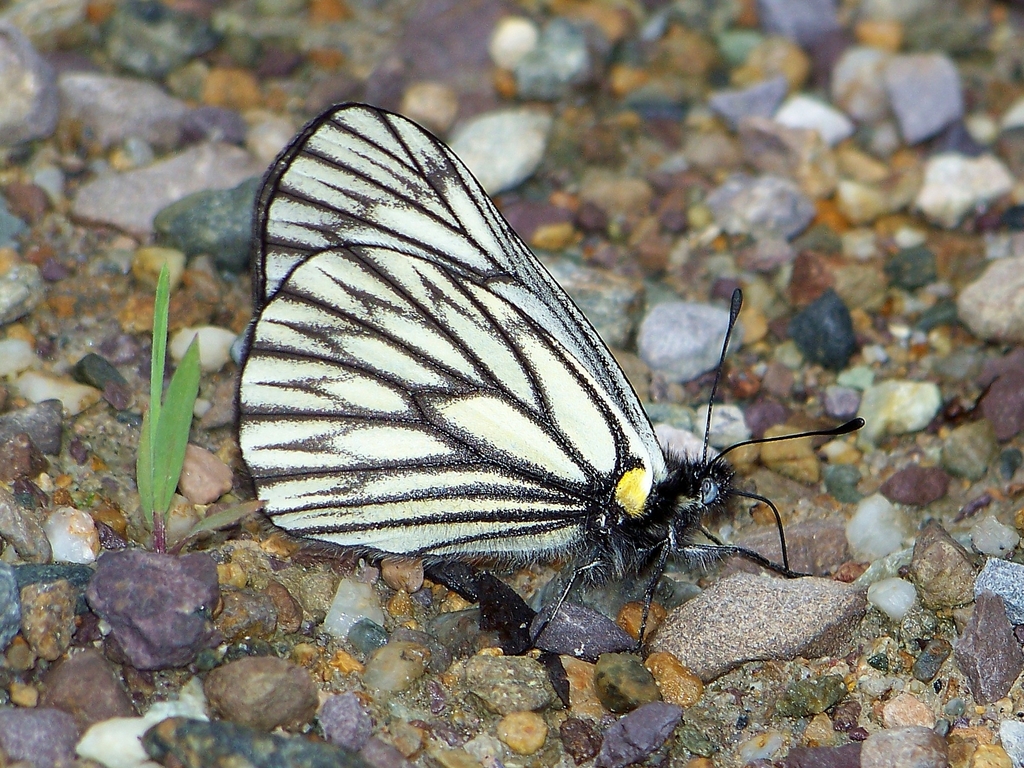 Yunnan Black-veined White