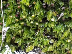 Hymenophyllum minimum