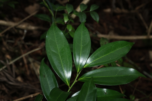 Cryptocarya laevigata, photograph 5