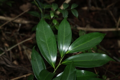 Cryptocarya laevigata, photograph (c) Greg Tasney, some rights reserved (CC BY-SA)