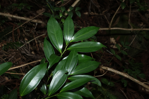 Cryptocarya laevigata, photograph 6
