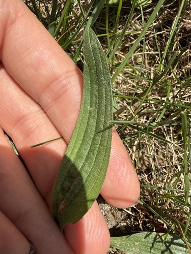 ribwort plantain
