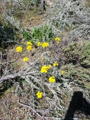 Erysimum suffrutescens
