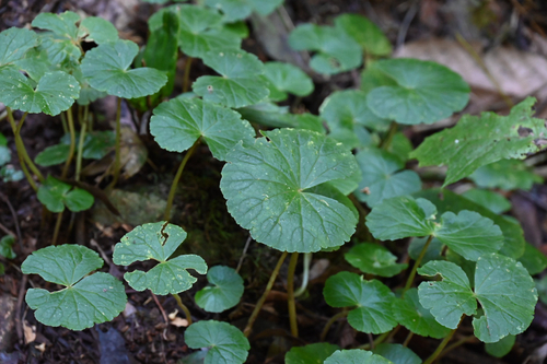 Hydrocotyle pedicellosa, photograph 3