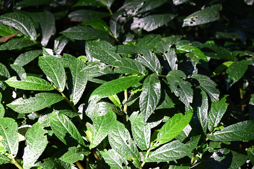 Elatostema reticulatum, photograph 5