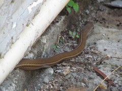 Mastigodryas alternatus