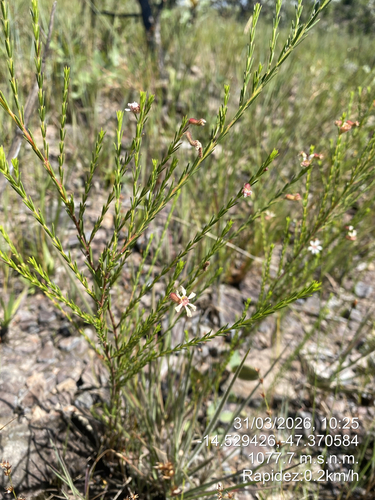 Cuphea acicularis