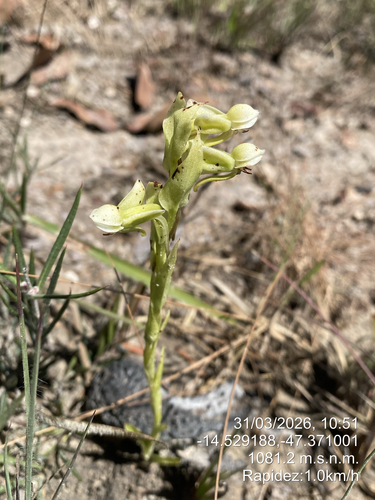 Habenaria obtusa