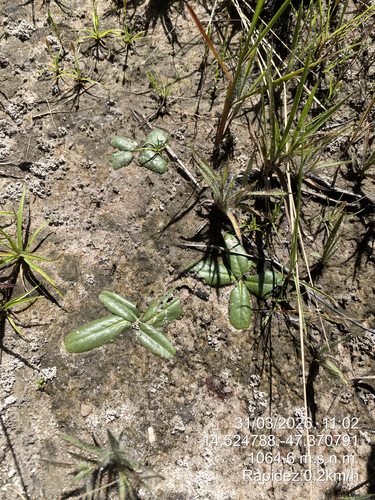 Stenandrium irwinii