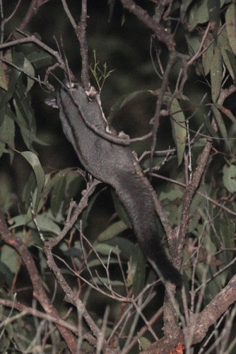 Squirrel Glider