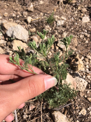 Ammoselinum popei
