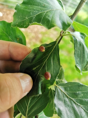 Beech Gall Midge