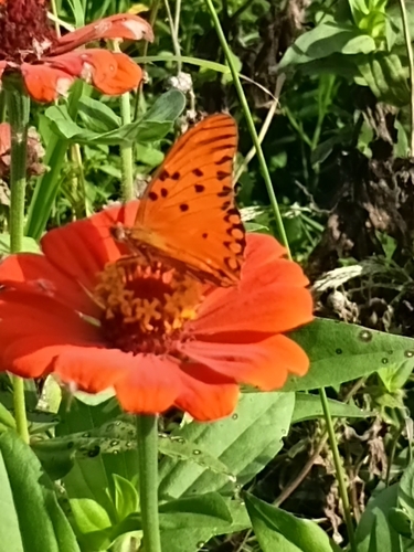 Gulf Fritillary