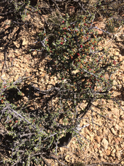 Condalia ericoides