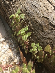 Parietaria praetermissa