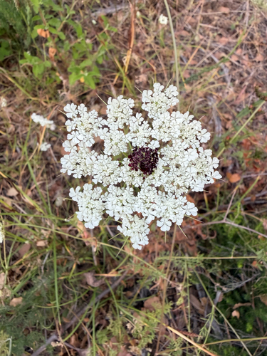 wild carrot