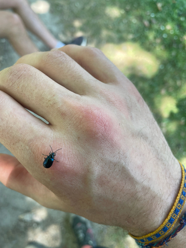 Alder Leaf Beetle
