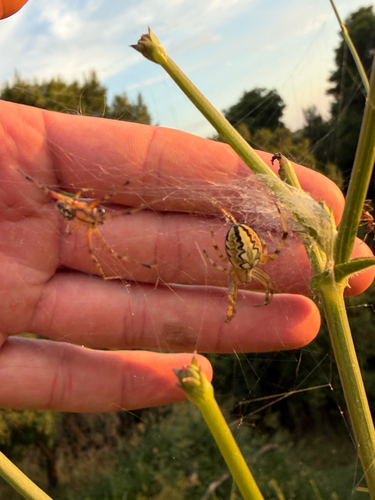 Bordered Orbweaver